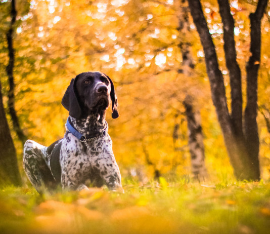 Ddl sulla tutela costituzionale dell’ambiente, ok del Senato Ddl sulla tutela costituzionale dell’ambiente: pointer nella foresta autunnale