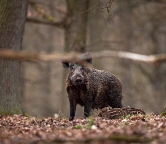 Filiera della carne di cinghiale, Basilicata pronta a definire iter Filiera della carne di cinghiale, Basilicata pronta a definire iter
