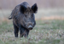 Gestione degli ungulati, Cia Agricoltori: “Necessario cambiare la legge” gestione degli ungulati: cinghiale nel bosco