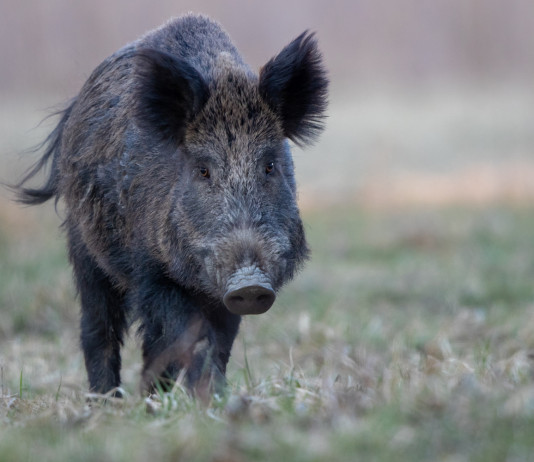 Gestione degli ungulati, Cia Agricoltori: “Necessario cambiare la legge” gestione degli ungulati: cinghiale nel bosco