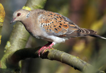 Gestione della tortora, Bruzzone interroga governo gestione della tortora: tortora su un ramo