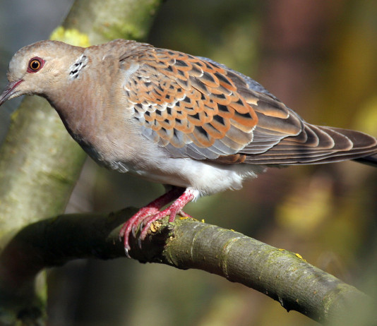 Gestione della tortora, Bruzzone interroga governo gestione della tortora: tortora su un ramo