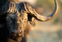 Importazione di trofei di caccia in Europa, la decisione di Bruxelles Importazione di trofei di caccia in Europa: bufalo del Capo