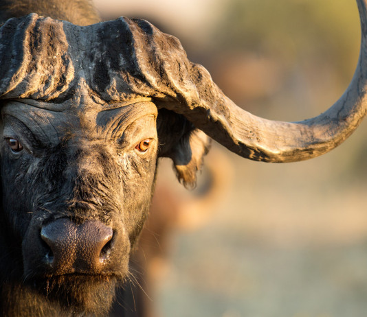 Importazione di trofei di caccia in Europa, la decisione di Bruxelles Importazione di trofei di caccia in Europa: bufalo del Capo