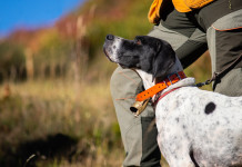 Incontro tra Ispra e cabina di regia del mondo venatorio Incontro tra Ispra e la cabina di regia del mondo venatorio: cacciatore con pointer