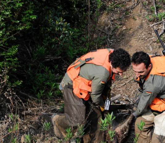 La sicurezza a caccia: le regole fondamentali sicurezza a caccia: tre cacciatori con la spoglia di un cinghiale abbattuto