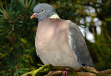 Preapertura della caccia in Campania, ancora qualche speranza preapertura della caccia in Campania: colombaccio su ramo di un albero