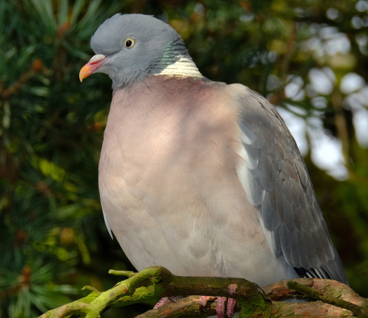 Preapertura della caccia in Campania, ancora qualche speranza preapertura della caccia in Campania: colombaccio su ramo di un albero