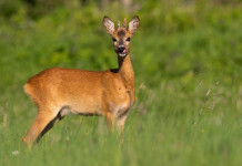 Recupero e cattura della fauna selvatica, il corso di Conarmi Recupero e cattura della fauna selvatica: capriolo nel bosco