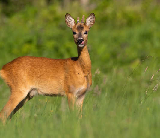 Recupero e cattura della fauna selvatica, il corso di Conarmi Recupero e cattura della fauna selvatica: capriolo nel bosco