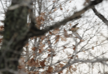La scomparsa di Anice Zolla: sulle tracce di un naturalista cacciatore Anice Zolla