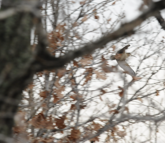 La scomparsa di Anice Zolla: sulle tracce di un naturalista cacciatore Anice Zolla