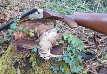 Le malattie della beccaccia: gli ultimi studi malattie della beccaccia