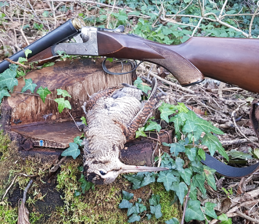 Le malattie della beccaccia: gli ultimi studi malattie della beccaccia