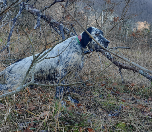 Le parole di un cane da beccaccia: da leggere cane da beccaccia