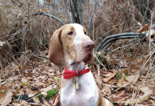 Beccacce che Passione 4 2021: in edicola beccacce che passione