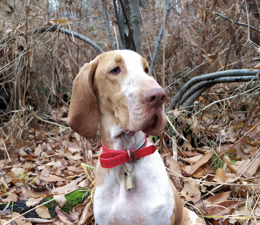 Beccacce che Passione 4 2021: in edicola beccacce che passione