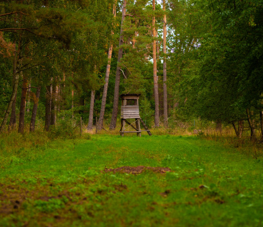 Slitta la discussione sul calendario venatorio dell’Umbria Slitta la discussione sul calendario venatorio dell’Umbria: appostamento di caccia