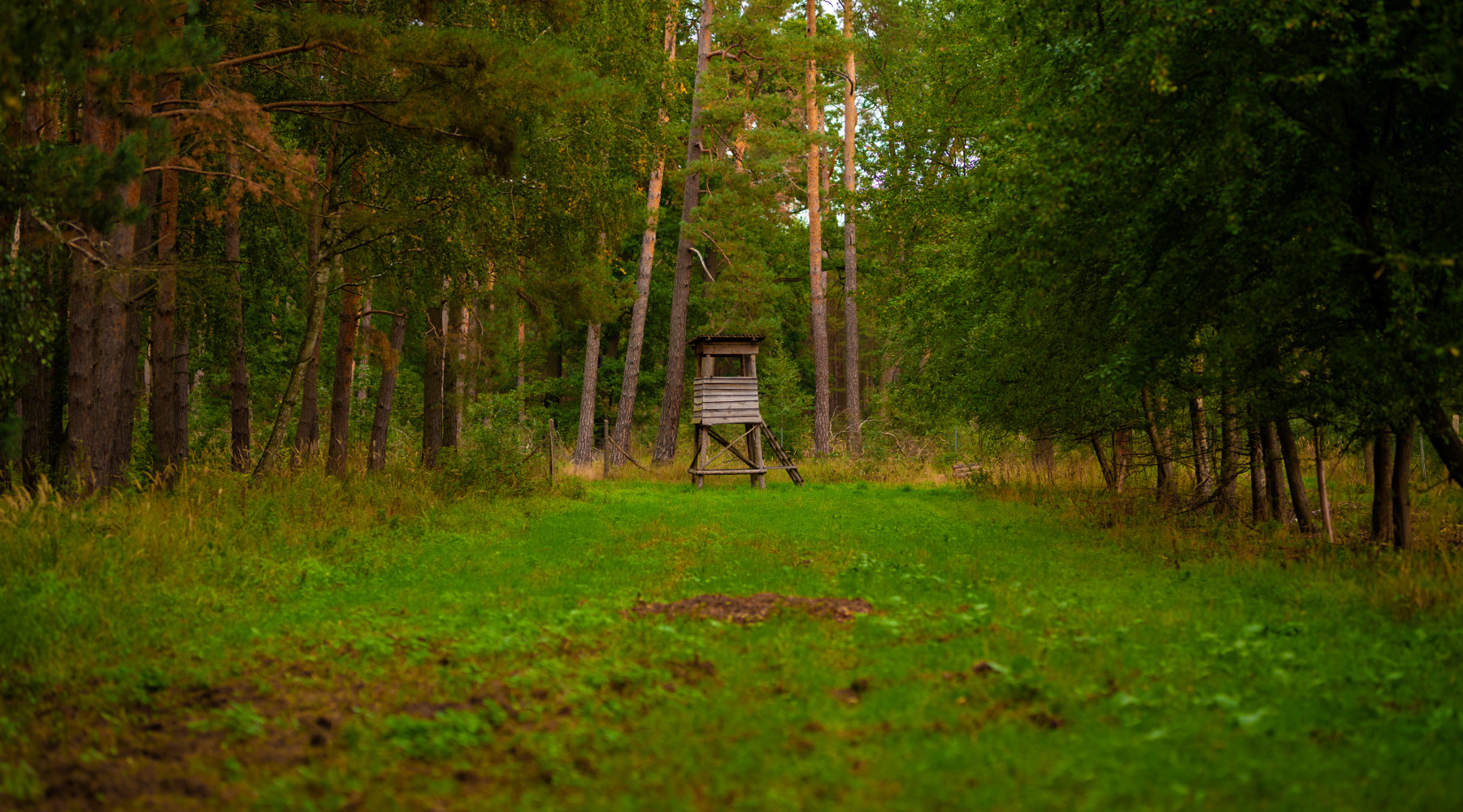 Slitta la discussione sul calendario venatorio dell’Umbria Slitta la discussione sul calendario venatorio dell’Umbria: appostamento di caccia