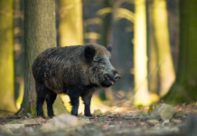 Troppi cinghiali in Liguria, Cia chiede intervento straordinario cinghiali in Liguria