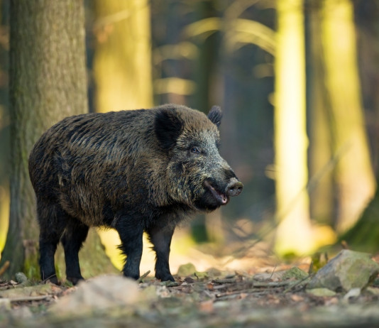 Troppi cinghiali in Liguria, Cia chiede intervento straordinario cinghiali in Liguria