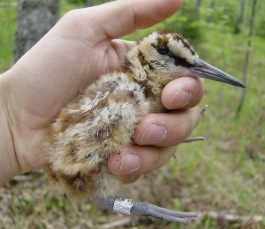 Beccacce stanziali in Italia beccacce stanziali