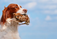 Alimentazione del cane da caccia: il webinar di Hit Show alimentazione del cane da caccia: setter con beccaccia in bocca