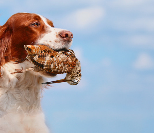 Alimentazione del cane da caccia: il webinar di Hit Show alimentazione del cane da caccia: setter con beccaccia in bocca