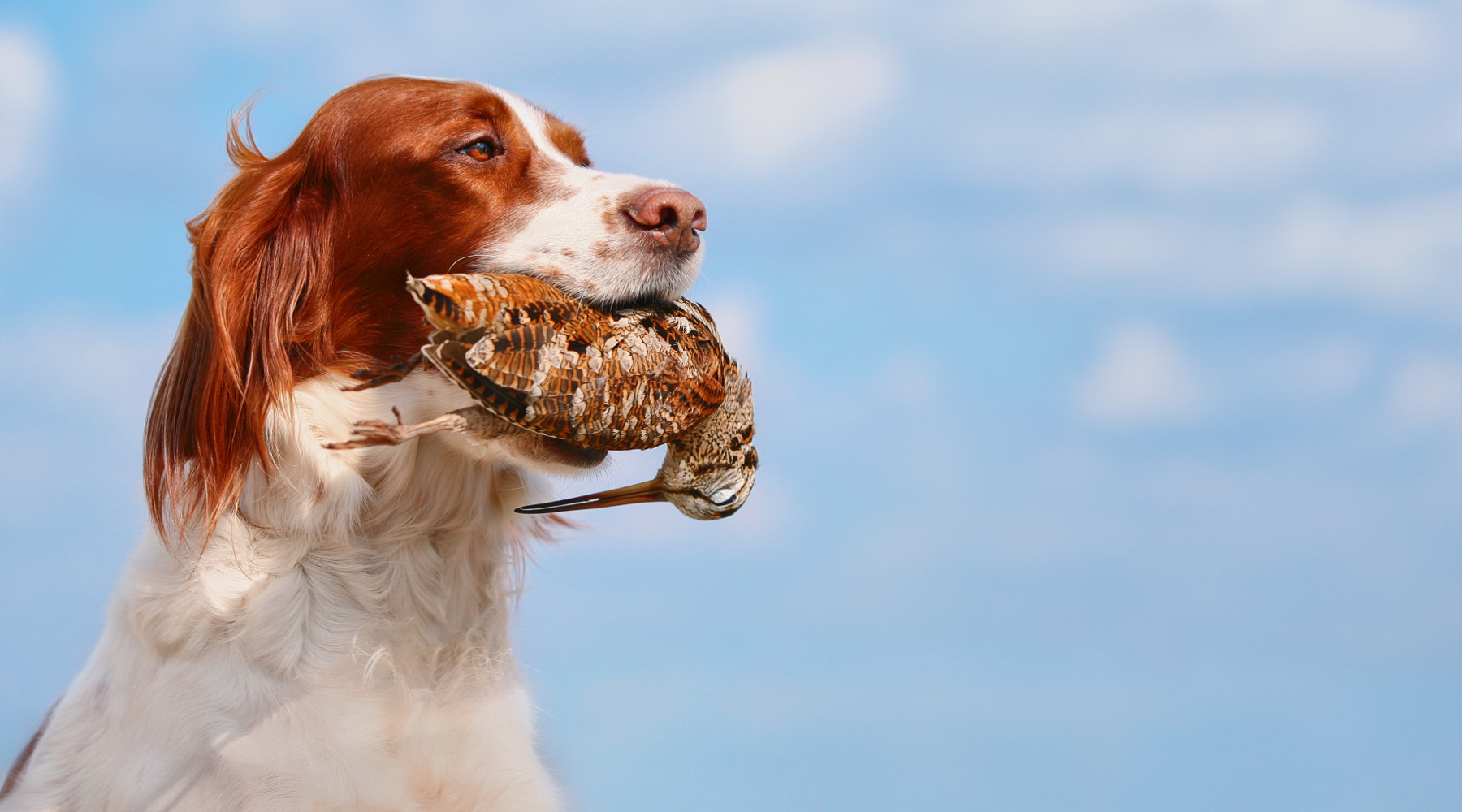 alimentazione del cane da caccia: setter con beccaccia in bocca