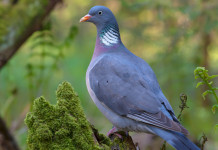 Approvato il calendario venatorio del Veneto 2021/2022 Approvato il calendario venatorio del Veneto 2021-2022: colombaccio sul ramo di un albero