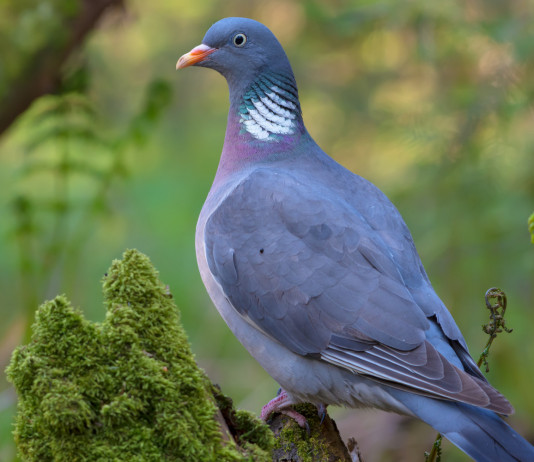 Approvato il calendario venatorio del Veneto 2021/2022 Approvato il calendario venatorio del Veneto 2021-2022: colombaccio sul ramo di un albero