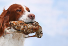 Approvato il calendario venatorio della Toscana 2021/2022 Approvato il calendario venatorio della Toscana 2021/2022: setter con beccaccia in bocca