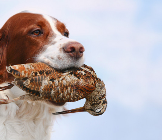 Approvato il calendario venatorio della Toscana 2021/2022 Approvato il calendario venatorio della Toscana 2021/2022: setter con beccaccia in bocca