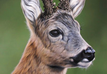 Caccia Magazine agosto 2021 in edicola Caccia Magazine agosto 2021 in edicola