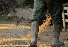 Caccia agli ungulati in Umbria, Tar sospende regolamento Caccia agli ungulati in Umbria: foraggiamento di cinghiali