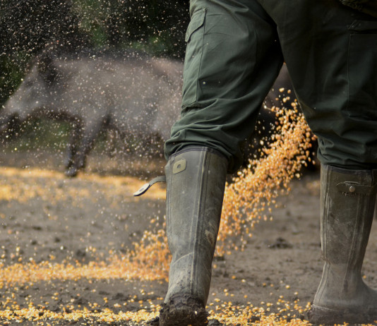 Caccia agli ungulati in Umbria, Tar sospende regolamento Caccia agli ungulati in Umbria: foraggiamento di cinghiali