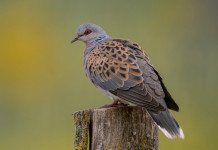 Caccia alla tortora, Federcaccia si attiva Caccia alla tortora: tortora su ceppo