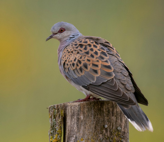 Caccia alla tortora, Federcaccia si attiva Caccia alla tortora: tortora su ceppo