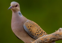 Caccia alla tortora, le richieste dei cacciatori Caccia alla tortora