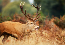 Caccia di selezione in Piemonte: ecco le date Caccia di selezione in Piemonte: cervo durante la stagione del bramito