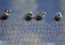 Caccia in deroga nelle Marche: ok per storno, piccione di città e tortora dal collare caccia in deroga nelle marche: quattro storni su recinzione