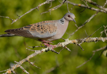 Calendario venatorio della Basilicata 2021/2022, ecco le date Calendario venatorio della Basilicata 2021-2022: tortora su un ramo