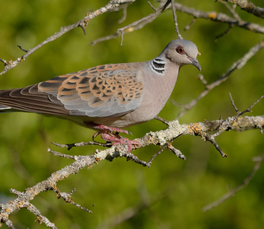 Calendario venatorio della Basilicata 2021/2022, ecco le date Calendario venatorio della Basilicata 2021-2022: tortora su un ramo