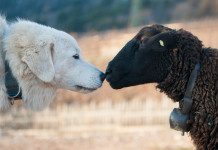 Cani da guardiania: effetti non voluti Cani da guardiania: cane da guardiania muso a muso con una pecora nera