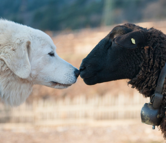 Cani da guardiania: effetti non voluti Cani da guardiania: cane da guardiania muso a muso con una pecora nera