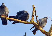 Controllo del piccione di città: ok della Lombardia controllo del piccione di città: tre piccioni sul ramo di un albero