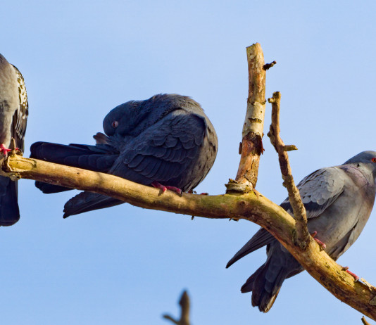 Controllo del piccione di città: ok della Lombardia controllo del piccione di città: tre piccioni sul ramo di un albero
