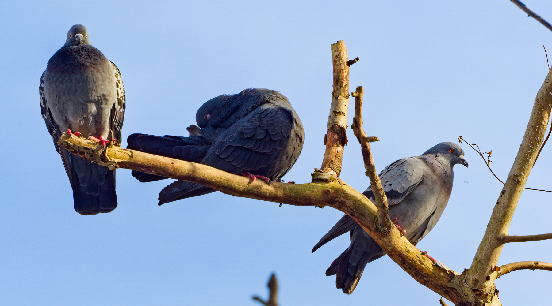 controllo del piccione di città: tre piccioni sul ramo di un albero
