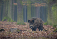 Controllo faunistico, Emilia Romagna chiede modifica della legge quadro controllo faunistico, cinghiale nella foresta