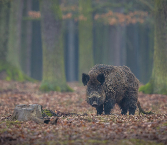 Controllo faunistico, Emilia Romagna chiede modifica della legge quadro controllo faunistico, cinghiale nella foresta